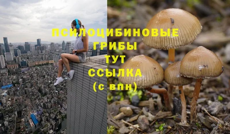 Галлюциногенные грибы Cubensis Кызыл